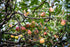 Anna Apple Live Plant Original Variety Healthy Grafted plant
